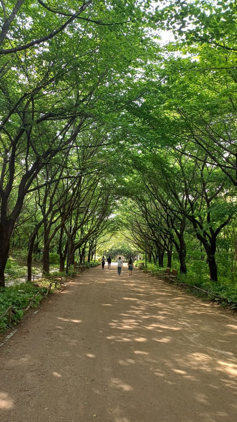 Visitors walking beneath green trees on a broad path in Seoul Forest, photographed in May 2025